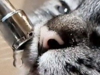 ヒマラヤン・ラグドールミックスのオディーさんの水分摂取の姿がドラマチック