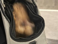 子犬ちゃんの〝犬見知り〟が激しすぎて...1.9万人もん絶　「よく撮った！！」「残像がいい味しとる」