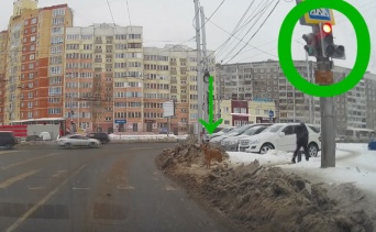 ロシアの横断歩道で撮影された「信号ルールを守るワンコ」に称賛の声