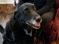 10年前に行方不明となった犬。あきらめかけていた家族の元に「保護してます」の連絡が！（アメリカ）