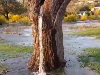 これどんな奇跡？水が噴き出すクワの木の謎（モンテネグロ）
