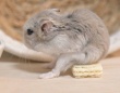 おやつを食べてたハムスターの〝着地点〟に8.4万人困惑　どうしてそうなった？飼い主に聞く