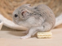 おやつを食べてたハムスターの〝着地点〟に8.4万人困惑　どうしてそうなった？飼い主に聞く