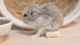 おやつを食べてたハムスターの〝着地点〟に8.4万人困惑　どうしてそうなった？飼い主に聞く