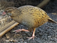 お腹がすきすぎて...サバイバル番組の出場者が絶滅危惧種の鳥を食べてしまう