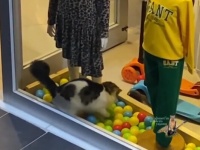 猫の国トルコだから。お店のウインドウディスプレイに入って無邪気に遊ぶ猫