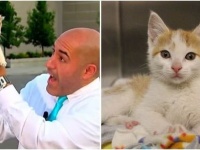 テレビ中継現場に突然現れた野良の子猫、レポーターをそのかわいさで完全ノックアウトに（アメリカ）