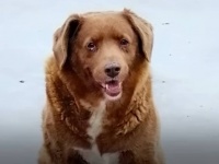 世界一最高齢の犬の年齢に疑惑が浮上。ギネス記録が一旦保留に