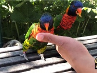同性愛のインコのカップルをSNSで公開した動物園にユーザーから質問殺到（アメリカ）