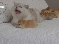 パパ猫アポロ「ボクは忙しいニャ！やることがいっぱいあるニャ～！」と、子守を頼まれてテンパってしまう