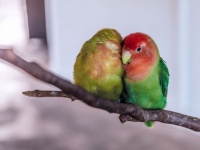 どうしてもオウムが飼いたいママ。パパに内緒で暴挙にでた。同居している娘を巻き込んで...