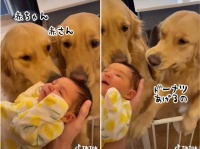 こんな動画だけ見ていたい。ゴールデンレトリバー、初めての赤ちゃんにおもちゃのドーナツをプレゼント