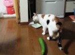 猫、きゅうりにビビる。マジでビビる。