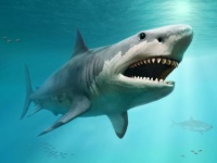 巨大ザメ「メガロドン」の絶滅は考えられていたより早かった可能性。ホホジロザメとの争いに負けた？（米研究）