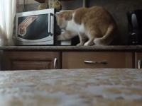 「にゃんか入ってるでしょ！」　電子レンジも開ける腕自慢のニャンコ