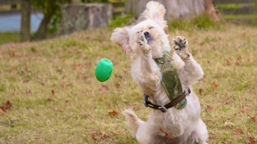 ワンコの「運動神経の悪さ」捉えた１枚が最高にかわいい　ボールキャッチ成功率は0％だけど...飼い主「本人は失敗してると思ってないです」