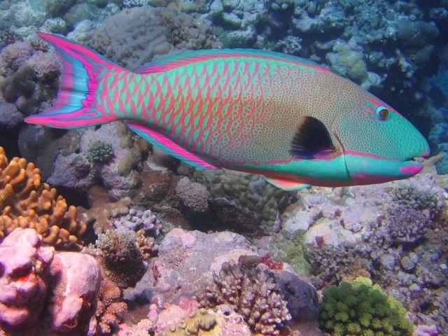 Rainbow-Parrot-Fish_e