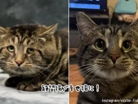 あの「絶望猫」に大きな変化！永遠の家を手に入れて「幸せ顔」に！【続報】