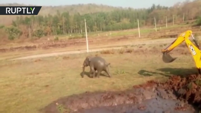 沼に落下する子ゾウ