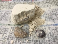付録のアンモナイト