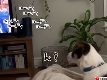 ん？呼んだ？テレビから自分の名前を呼ばれて反応する犬
