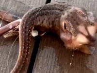 触手が１本で突起が2つ？ぬめっとしてほんのりタコっぽい、この水中謎生物の正体は？