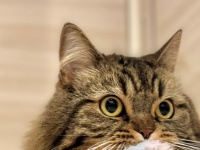 「イッテＱ」みたいな猫さんに6.9万人爆笑　「量ヤバいw」「可愛過ぎるオロロロ...」
