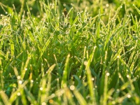 草は他の草からDNAを奪い、自ら遺伝子組み換えを行っていた