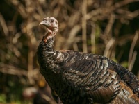 愛するペットは七面鳥。歯医者にもパブにも連れて行き、クリスマスに七面鳥を食べないことを決意