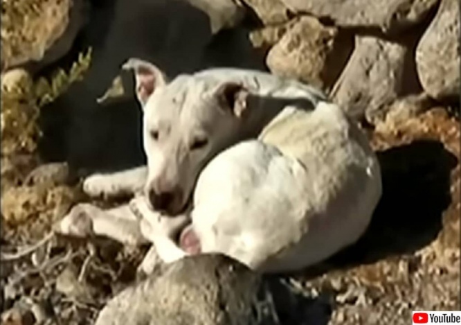 砂漠に捨てられた子犬がコヨーテの群れに受け入れられ一緒に暮らしていた