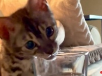 「えっ、お水？」ベンガルの子猫、コップの中に水があることに気づいてびっくりしつつ、美味しそうに飲み始める