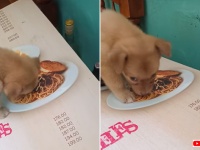 パスタがどうしても食べたいんじゃ～。絵にかいたパスタを食べようと必死の子犬
