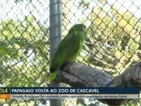 武装グループに連れ去られ、ヘビに噛まれ、銃撃戦に巻き込まれながらも、動物園に帰還することができたインコのフレディの物語（ブラジル）