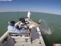 これぞリアル魚雷！水中からボートめがけてジャンプ、釣り人の鼻先をかすめて海に戻っていくターポン