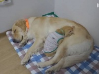 犬猫姉妹はソウルメイト？「お姉ちゃん大好き！」「この妹可愛すぎる！」と寄り添うほのぼの日常的風景