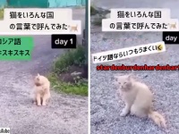 ドイツ語ならいつもうまくゆく。様々な国の言葉で猫を呼んでみたところ、ドイツ語の反応が最強説