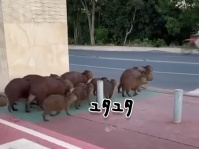 カピバラの集団が道路を横断。歩道からちょっとずれたけど、ちゃんと渡れたよ！