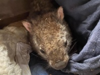 洗濯物の中にウォンバットが隠れていた。人間に助けを求めてやってきた