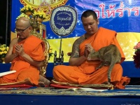 試される僧侶。猫の思いっきり甘えるの攻撃に耐えられるか？（タイ）