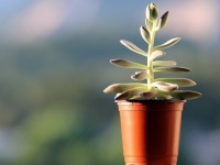 観葉植物の鉢にコーヒーフィルターが役に立つ（ライフハック）