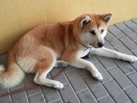スペインでも秋田犬は忠犬だった。飼い主が緊急入院。家に帰ることを拒み病院の前で6日間待ち続けた犬