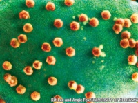 史上初、ウイルスだけを食べて繁殖する生命体が発見される