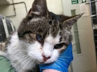 隻眼の猫、トラックの下に潜り込んで370キロの旅。無事保護され飼い主の元へ（イギリス）