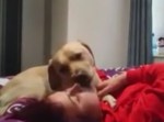 犬が察知して介助する。てんかん発作が起こる１５分前に！
