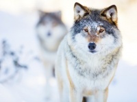 狼は人間に協力的でフレンドリー。犬はその血を受け継いだ（オーストリア研究）