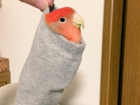 かにこ鳥アカ（ochoko0925）さんのツイート