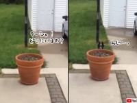 かくれんぼで飼い主の目をくらまそうとする犬。窓を開けると姿を隠し、閉めると植木鉢の後ろから顔をだす