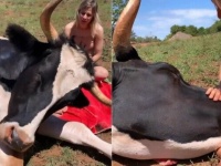 「お姉さん、なでなでして！」巨大な牛、女性に顔を撫でてもらってご満悦