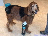 プロの義肢職人が、脚を失った動物たちに最適な義肢をカスタマイズ。再び走り回れるよう願いを込めて（アメリカ）