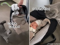 こんな動画だけ見ていたい。これがボクの妹？猫さんがはじめての赤さんにご対面